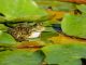SPIRITUAL MEANING OF FROGS IN DREAM
