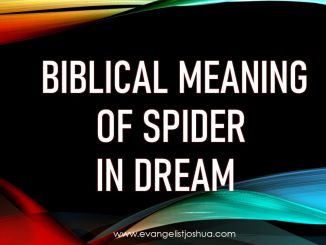Biblical Meaning Of Spider In Dream