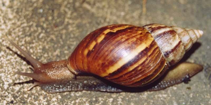 Prayers Against Snail In The DreamPrayers Against Snail In The Dream