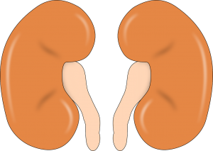 Prayer Points To Heal Kidney And Liver Disease