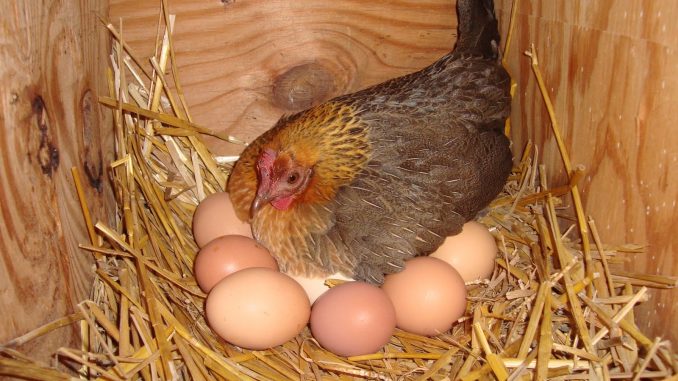 Hen Laying Eggs In The Dream