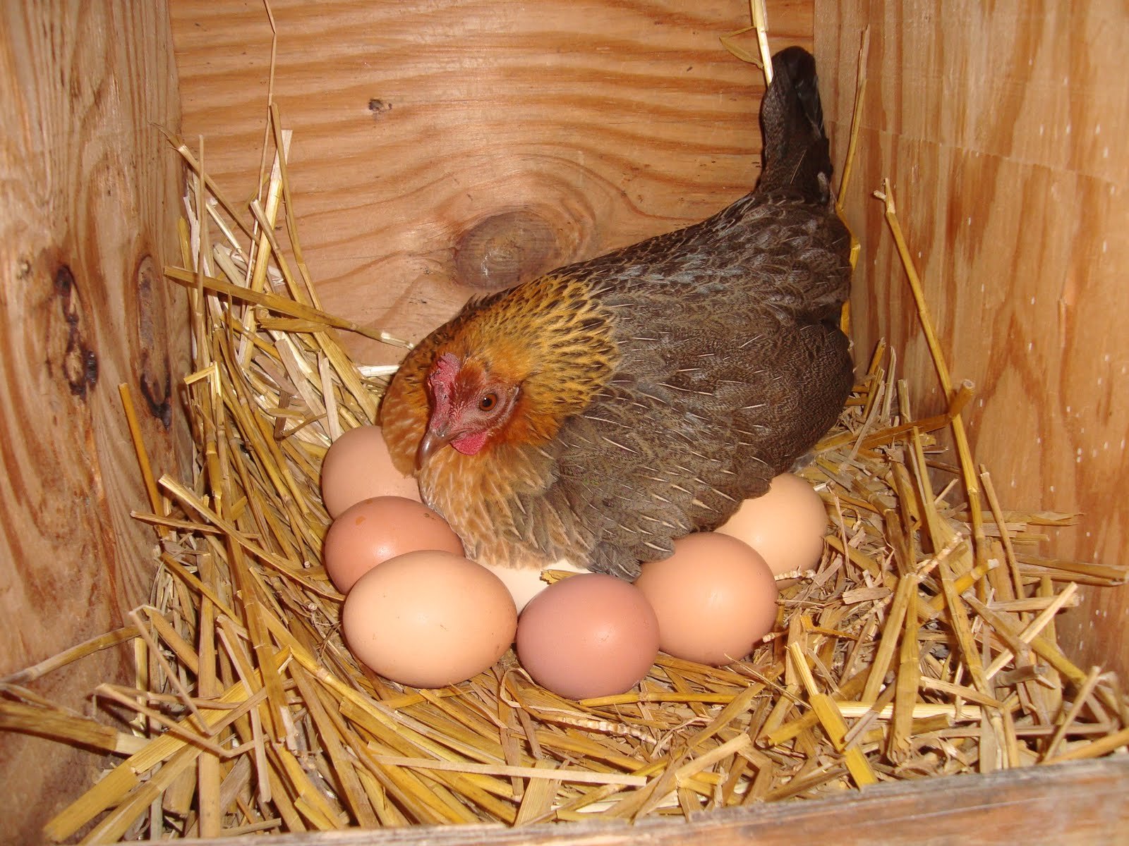 hen giving egg