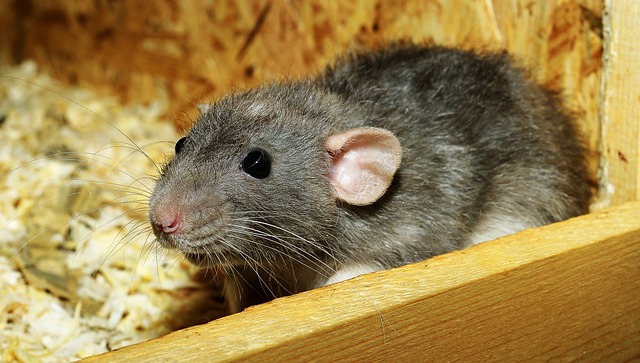 SPIRITUAL MEANING OF RATS IN THE DREAM - Dream About Rats