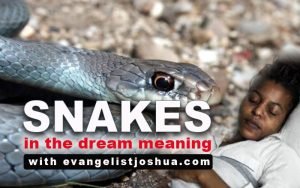 what does it mean to dream about snakeswhat does it mean to dream about snakes