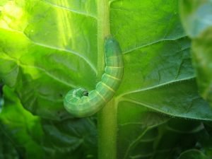 SPIRITUAL MEANING OF WORMS IN THE DREAM - Dream About Worms