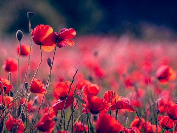 Evangelist Joshua Christian Dream Interpretations