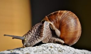 snail, the most dangerous or common animal in the dream