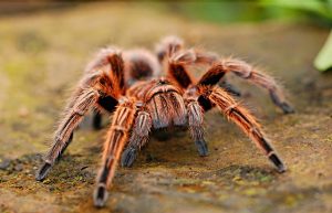 DREAM ABOUT SPIDER - SPIRITUAL MEANING