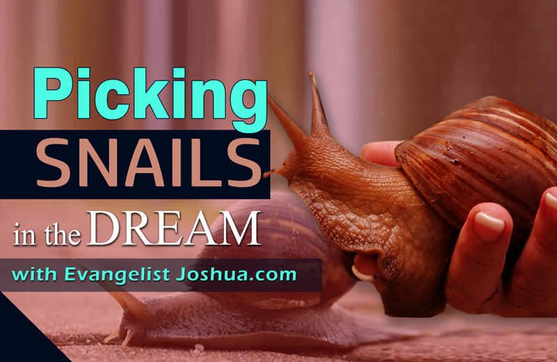 How to Recall a Snail Dream: Tips for Remembering Your Dreams