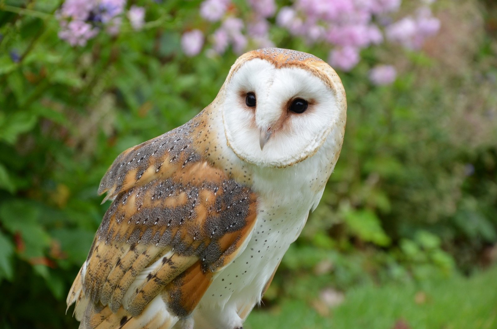 spiritual-meaning-of-owls-in-dreams-revealing-the-mystery-of-this-bird