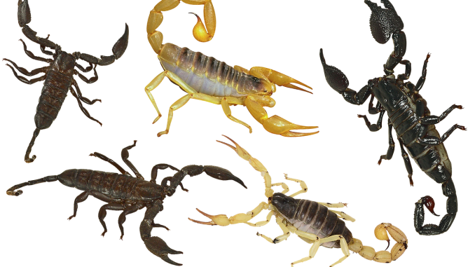 dream about scorpion spiritual meaning