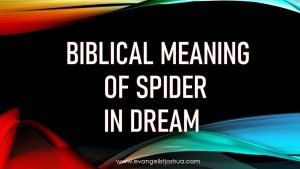 Biblical Meaning Of Spider In Dream