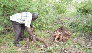 cassava dream meaning