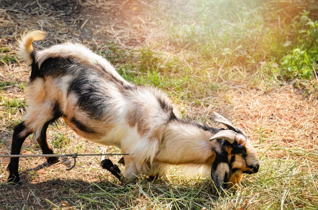 i tied goat a goat in dreams