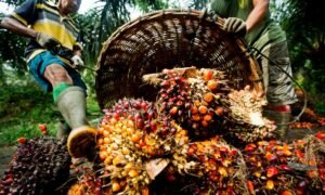 dream about palm fruits meaning