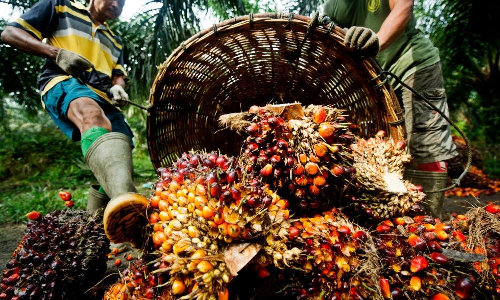 dream about palm fruits meaning