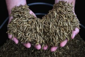 dream about maggot meaning