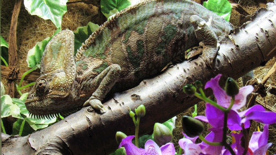 chameleon dream bible meaning
