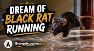 Dream Of Black Rat Running
